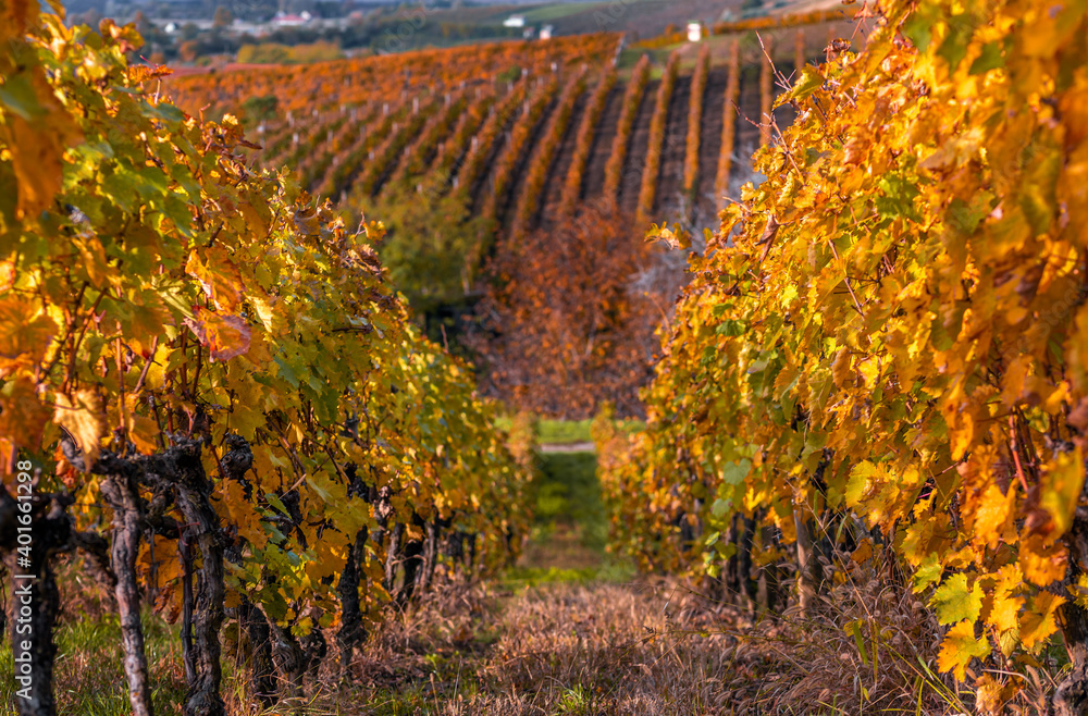Fototapeta premium Tokaj, Hungary - The world famous Hungarian vineyards of Tokaj wine region, taken on a warm, golden glowing autumn morning. Warm autumn colors, selective focus