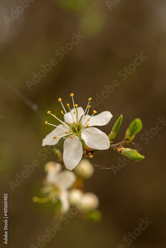 Fototapeta Naklejka Na Ścianę i Meble -  Blackthorn flower and bud