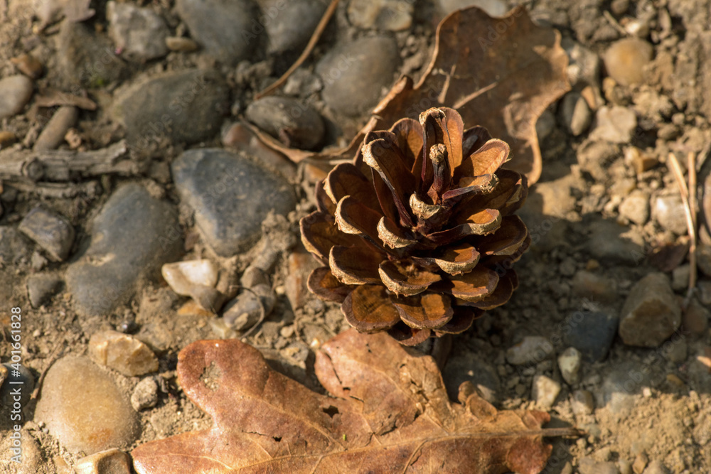 Scots Pine Cone Scots Pine Cone