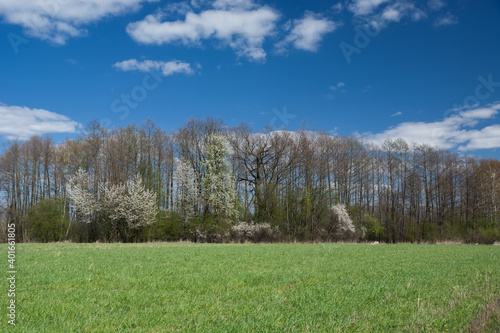 Green meadow, spring forest and clouds on the sky