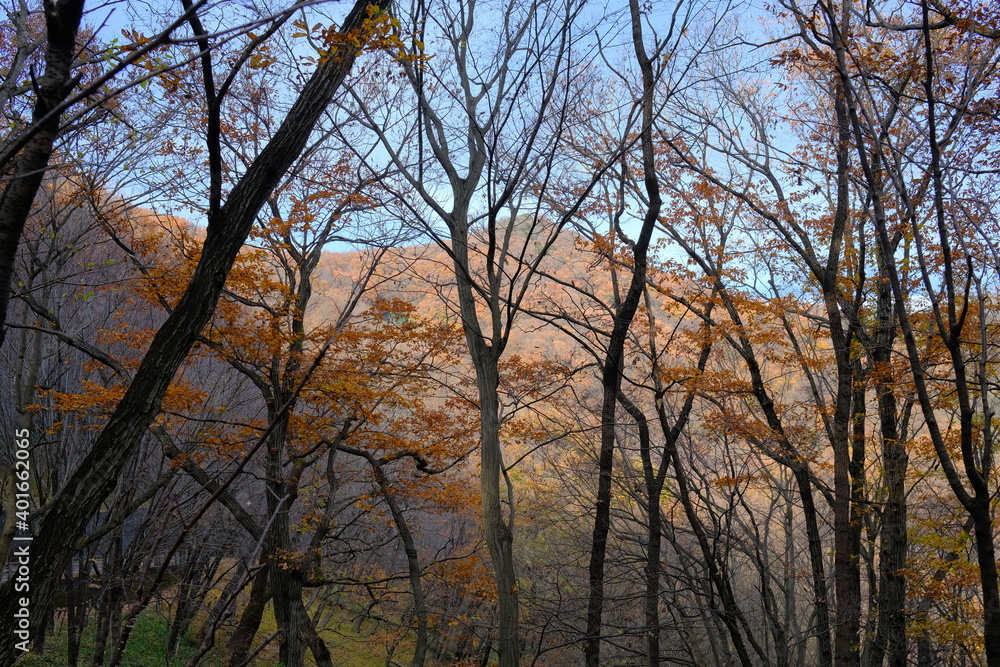 Japanese forest in early winter Japanese forest in early winter