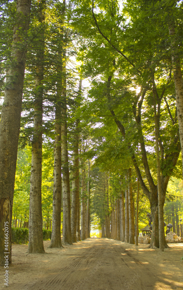 Fototapeta premium Tree Road in Nami Island.