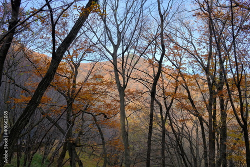 Japanese forest in early winter
