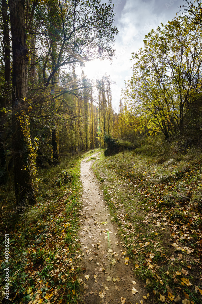 Autumn landscape with sun from front to backlight, leaves on the ground, trees and path to the horizon.
Autumn landscape with sun from front to backlight, leaves on the ground, trees and path to the horizon.