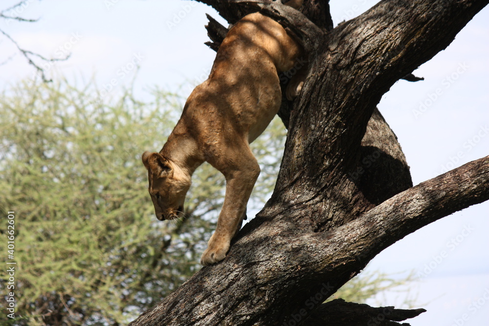 Fototapeta premium Lion in Tanzanian Tree