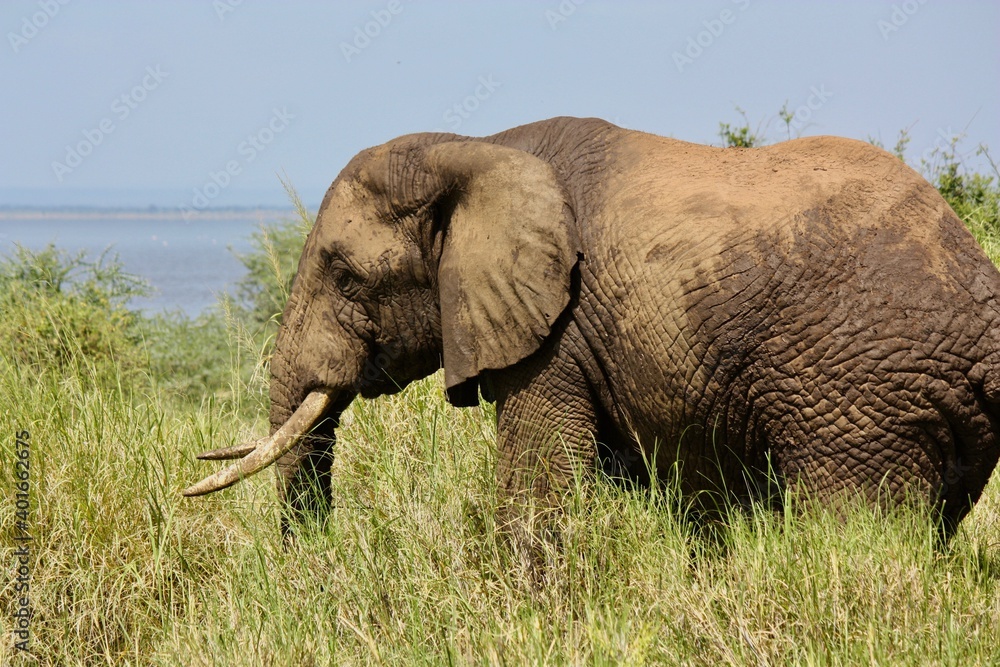 Fototapeta premium Elephants in Tanzanian Wilderness