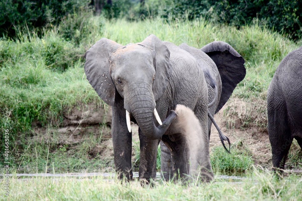 Elephant Takes Dust Bath in Tanzanian Wilderness