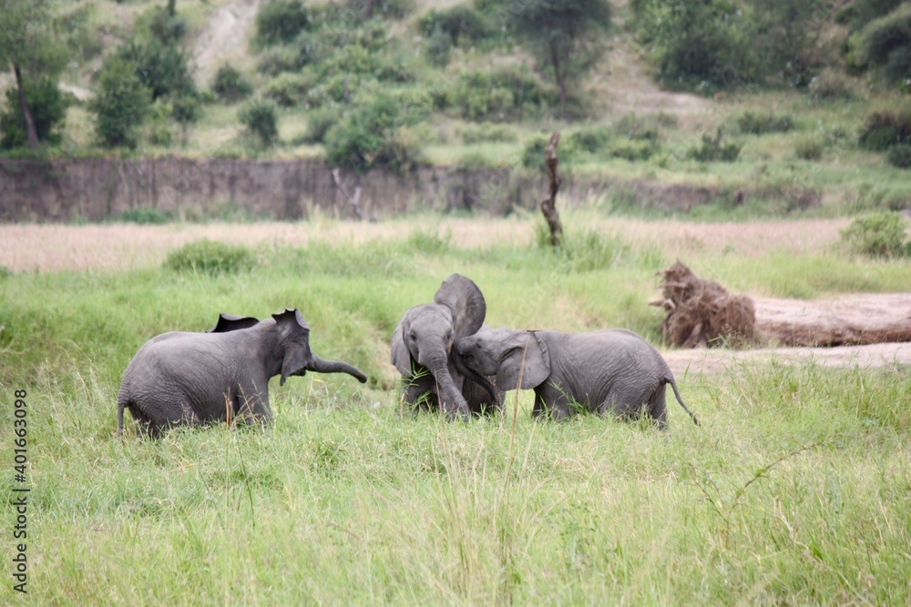 Young Elephants Playing in Tanzanian Wilderness Young Elephants Playing in Tanzanian Wilderness