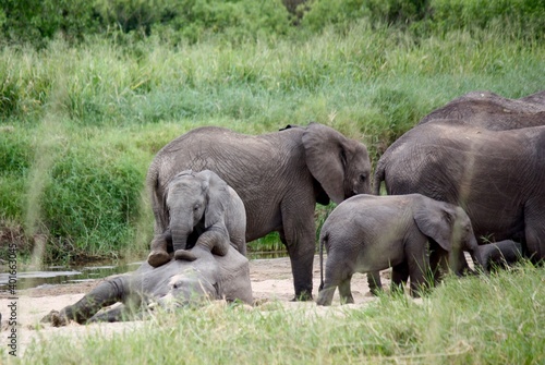 Young Elephant Wants to Play in Tanzanian Wilderness