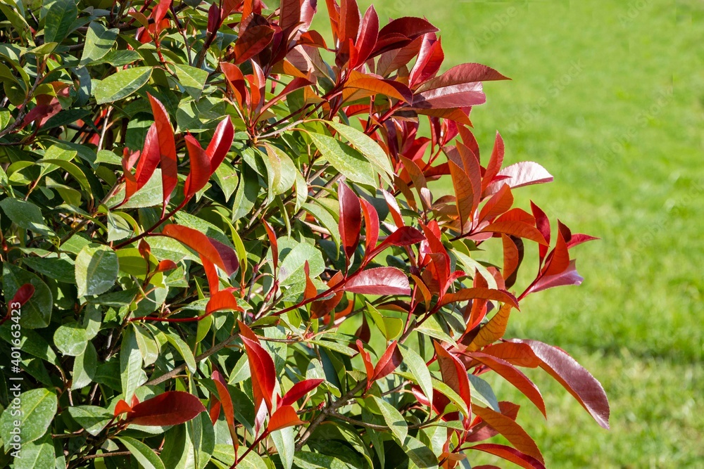 Beautiful red green leaves of Photinia fraseri 'Red Robin' bush blurred background of green grass. Selective focus. Close-up. park in center of in late autumn.. Stock Photo