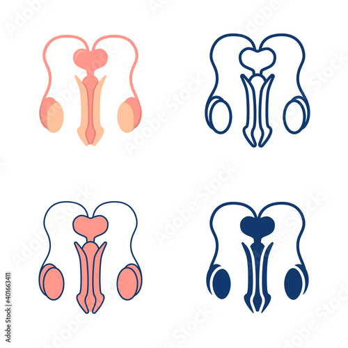 Male reproductive system icon set in flat and line style