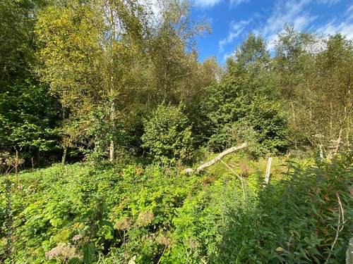 Edge of a forest, near Stocks reservoir, with wild plants, and a blue sky in, Easington, Clitheroe, UK photo