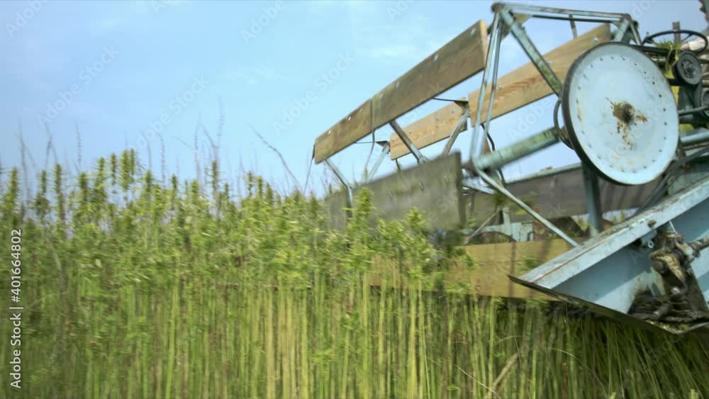 Farmer harvesting Hemp with combine on Cannabis sativa field rich with Cbd oil and seeds. Farmer harvesting Hemp with combine on Cannabis sativa field rich with Cbd oil and seeds.