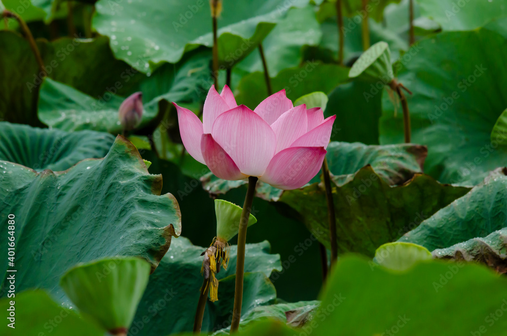 Beautiful pink lotus flower in blooming with green leaves as background Beautiful pink lotus flower in blooming with green leaves as background