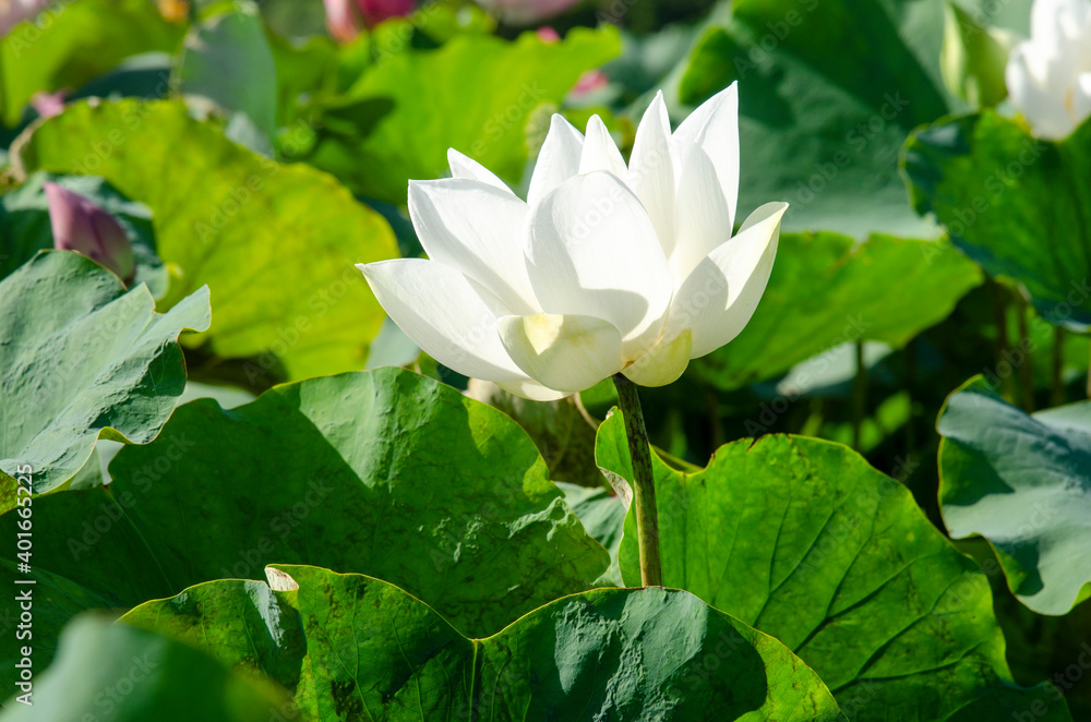 White lotus flower blooming in summer pond with green leaves as background White lotus flower blooming in summer pond with green leaves as background