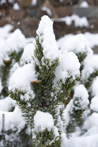 pino con neve baita montagna nevicata  © franzdell