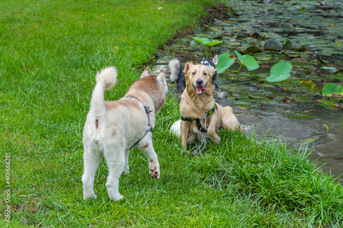 Cheerful golden retriever and husky playing ball in the park