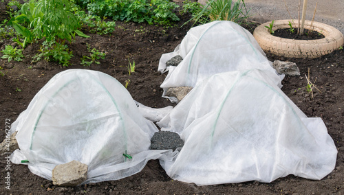 Plants are covered with nonwoven material. Concept - protecting plants and flowers from frost.