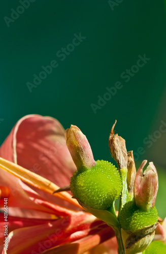 Front view, close up. macro, of a cannon lily, tropical flower, blooming with a bug developing with a black background, on tropical, outdoor, lanai