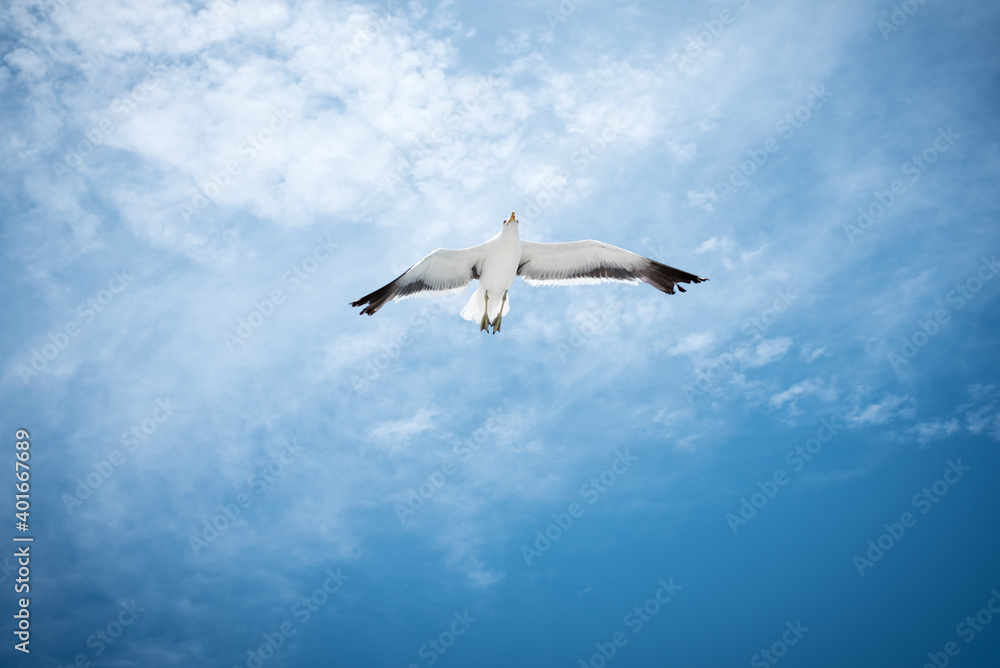 seagull in the sky seagull in the sky