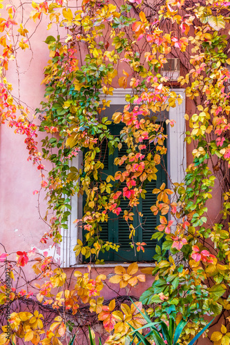 Colorful window decorated with leaves of bright autumn colors, in downtown Athens, Greece, Europe