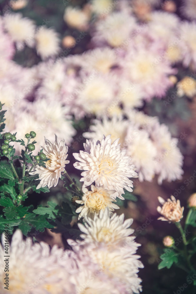 pink chrysanthemums on a blurry background. Beautiful bright chrysanthemums bloom luxuriantly in the garden in autumn. Garden plants of different varieties. pink chrysanthemums on a blurry background. Beautiful bright chrysanthemums bloom luxuriantly in the garden in autumn. Garden plants of different varieties.