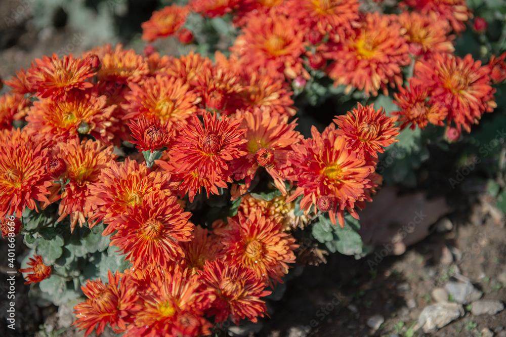 orange chrysanthemums on a blurry background. In autumn, beautiful bright chrysanthemums bloom luxuriantly in the garden. Garden plants of different varieties orange chrysanthemums on a blurry background. In autumn, beautiful bright chrysanthemums bloom luxuriantly in the garden. Garden plants of different varieties
