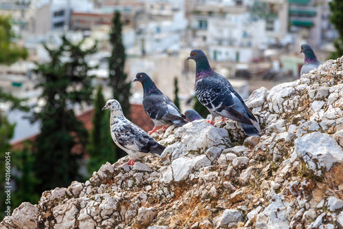 Pigeons resting for a while on a harsh rock, in Strefi Hill, downtown Athens, Greece, Europe photo