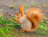 beautiful squirrel in the park