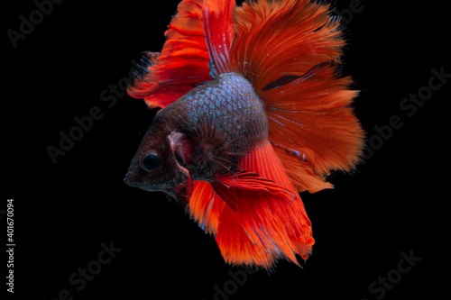 close up of a red and black siamese fighting fish