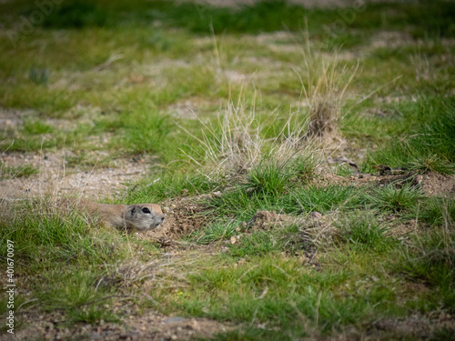 Round-tailed ground squirrel © robitaillee
