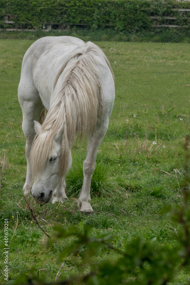White horse is eating green grass behind the bush White horse is eating green grass behind the bush