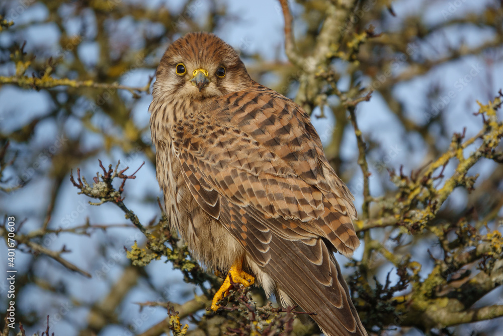 macro close up full frame of a kestrel (Falco tinnunculus) looking straight into the camera macro close up full frame of a kestrel (Falco tinnunculus) looking straight into the camera