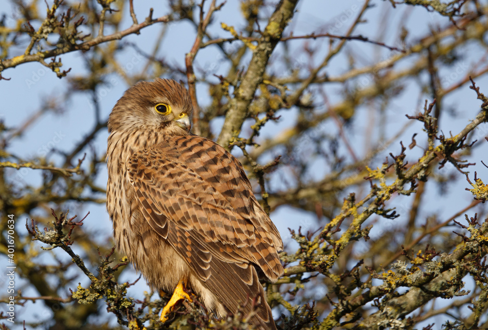 close up full frame of a kestrel (Falco tinnunculus) looking over her left shoulder close up full frame of a kestrel (Falco tinnunculus) looking over her left shoulder