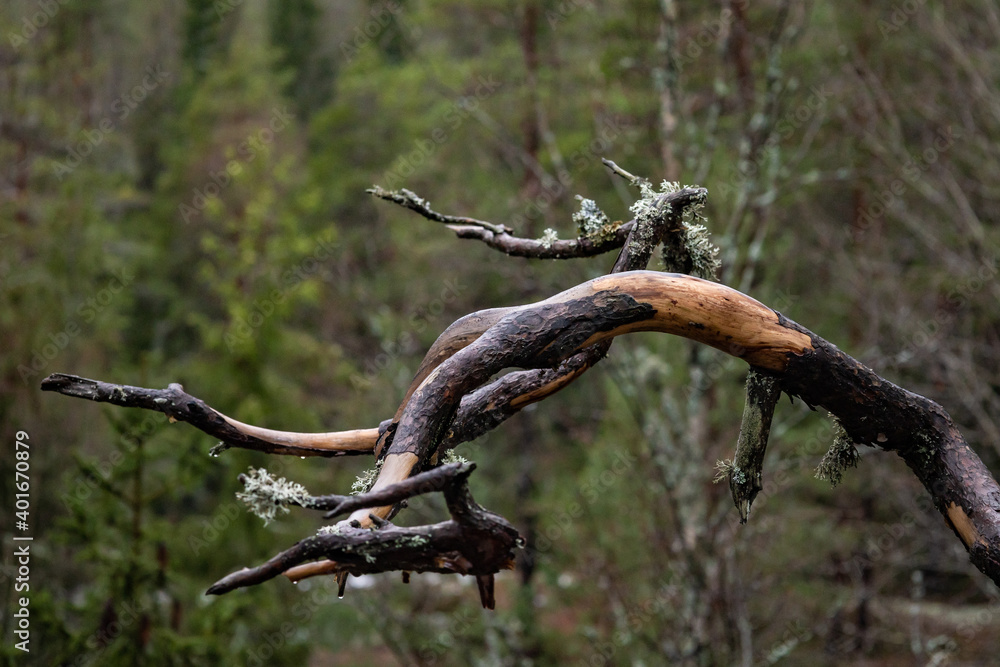dead pine tree branch with a green forest background dead pine tree branch with a green forest background