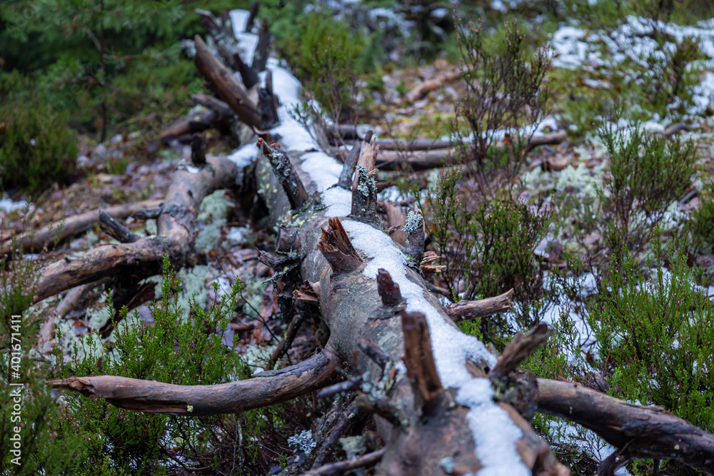 fallen dead pine tree with a snow cover fallen dead pine tree with a snow cover