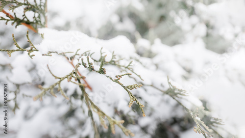 dull green cedar branch in the winter morning light. Monochrome. Christmas background