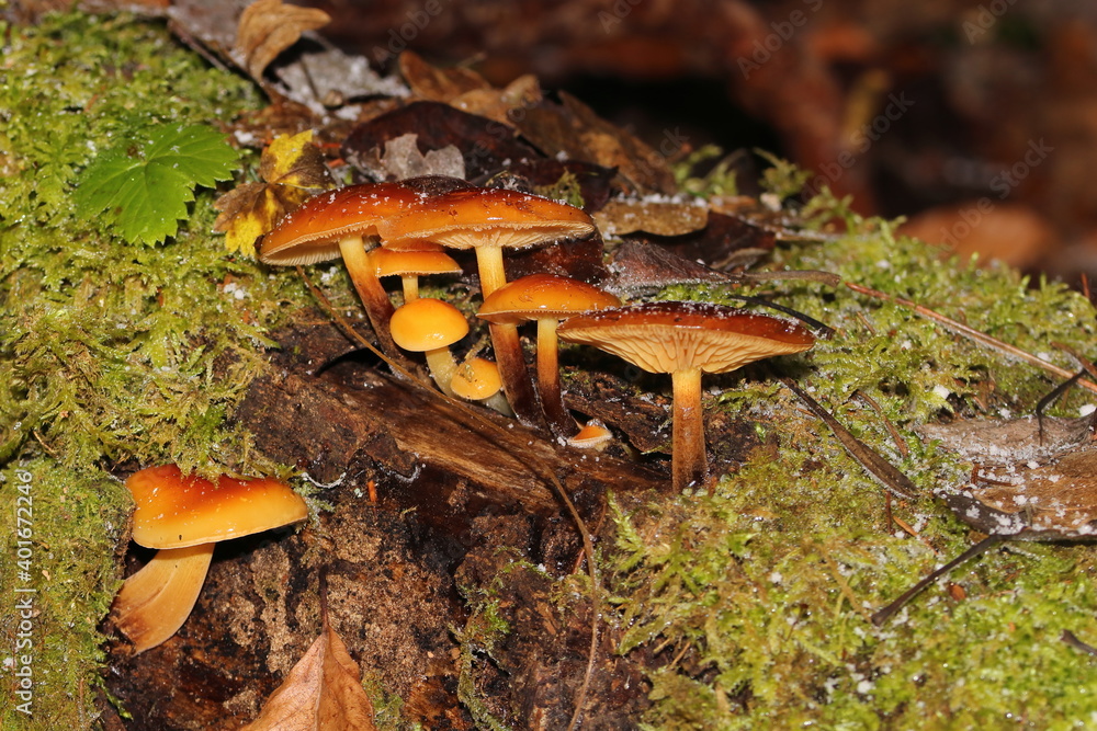 close-up of mushrooms with a blurred background close-up of mushrooms with a blurred background
