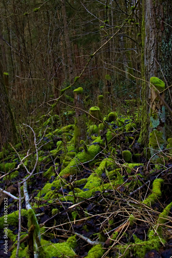 Fototapeta premium Bright green moss growing on old tree trunks in a dark forest