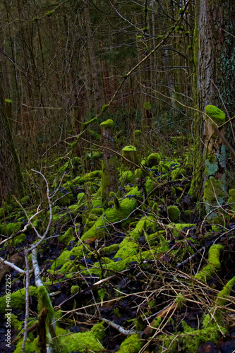Bright green moss growing on old tree trunks in a dark forest