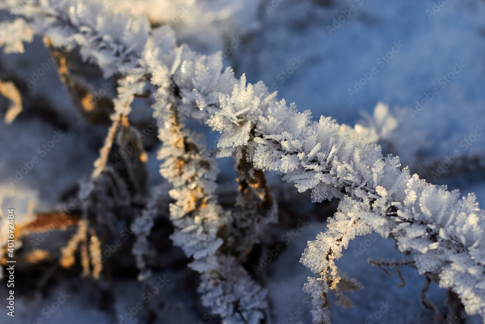 Grass covered with crystalline frost during winter frosts Grass covered with crystalline frost during winter frosts