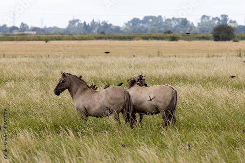 Horses at Wicken Fen