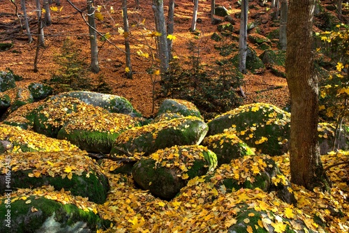 Vlci rokle - stonefall in beach forest during autumn photo