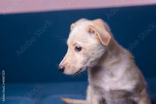 Close up portrait of cute little mongrel puppy with light fur on blue background