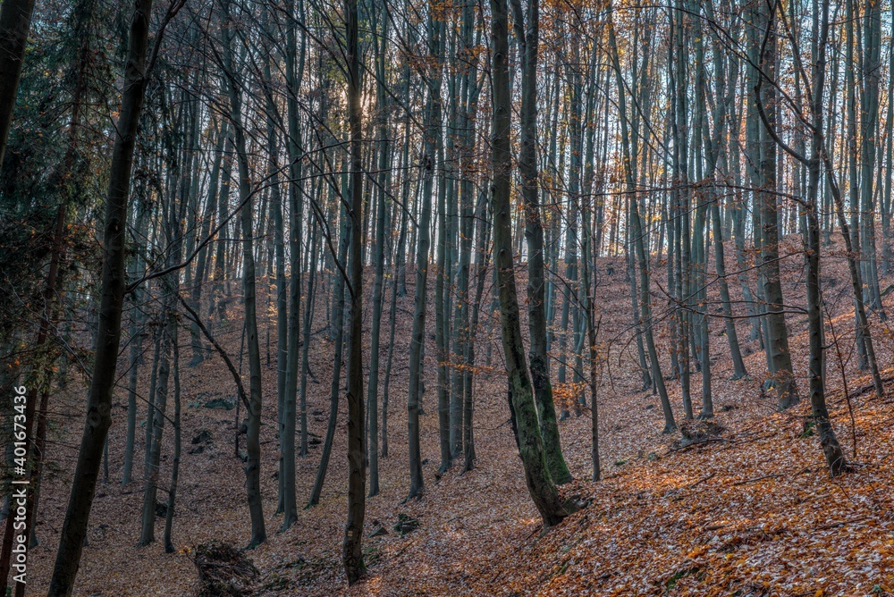 Fototapeta premium Vlci rokle - stonefall in beach forest during autumn