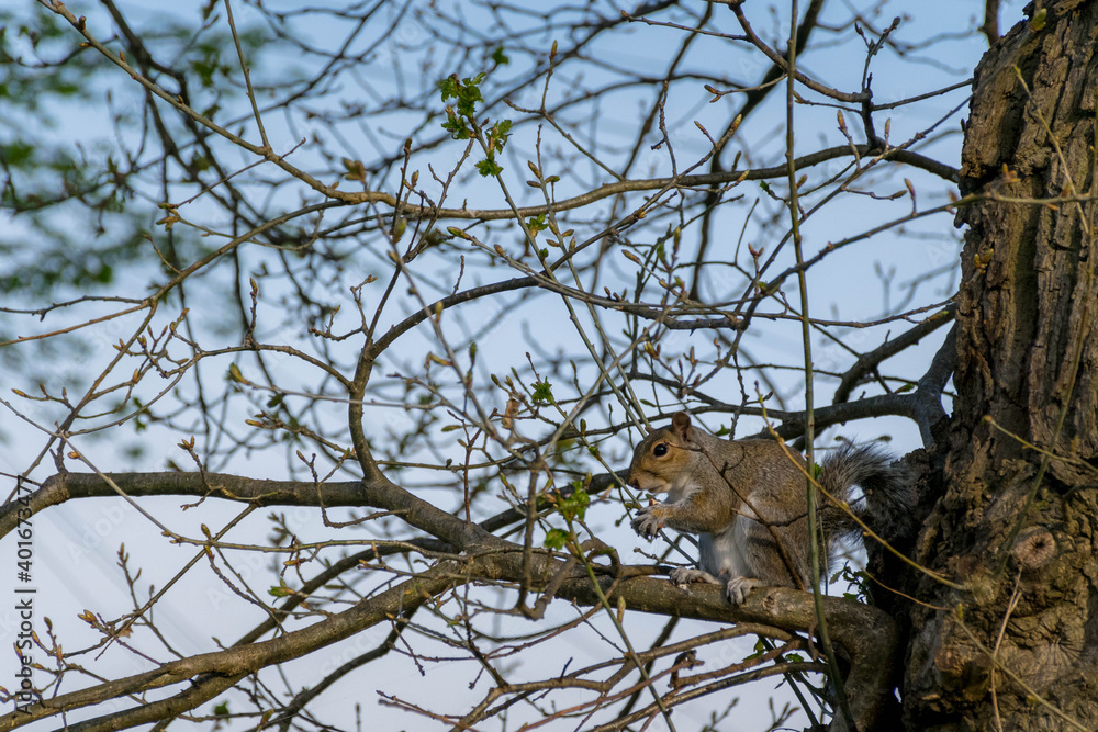 Small squirrel is sitting on the tree and eating Small squirrel is sitting on the tree and eating