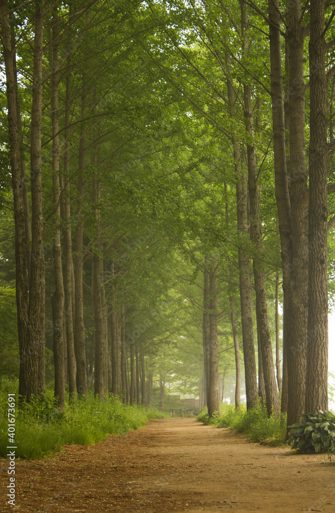 Obraz premium A dirt road in the forest.