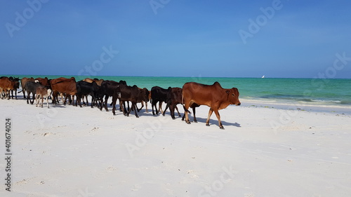 Sunny day on Paje beach, Zanzibar 