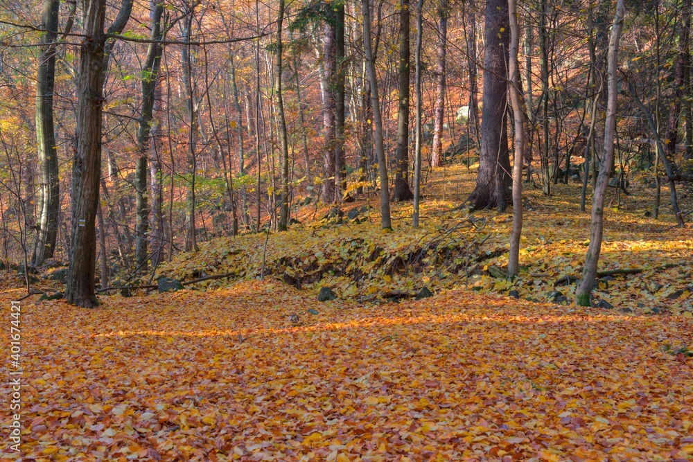 Vlci rokle - stonefall in beach forest during autumn Vlci rokle - stonefall in beach forest during autumn