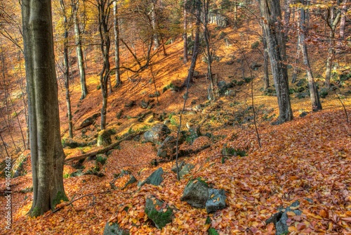 Vlci rokle - stonefall in beach forest during autumn